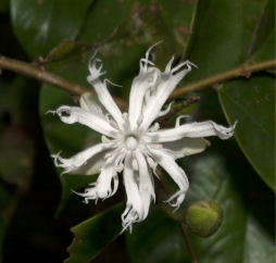 Dicranolepis pulcherrima Flower, seen from above. Dicranolepis pulcherrima Flower, seen from above.