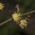 Grossera macrantha Male flowers. Grossera macrantha Male flowers.