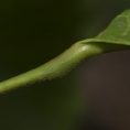 Grossera macrantha Swelling at top of petiole. Grossera macrantha Swelling at top of petiole.