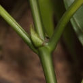 Pauridiantha rubens Stipule. Pauridiantha rubens Stipule.