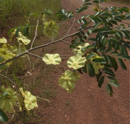 Pterocarpus soyauxii Fruiting branch. Pterocarpus soyauxii Fruiting branch.