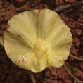 Pterocarpus soyauxii Fruit. Pterocarpus soyauxii Fruit.