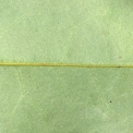 Xylopia aethiopica Midrib and leaf, lower surface, venation almost invisible. Xylopia aethiopica Midrib and leaf, lower surface, venation almost invisible.