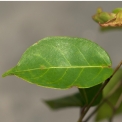 Hymenocardia ripicola Leaf, upper surface. Hymenocardia ripicola Leaf, upper surface.