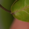 Hymenocardia ripicola Leaf base, upper surface. Hymenocardia ripicola Leaf base, upper surface.