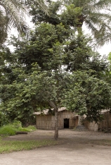 Bridelia micrantha Tree. Bridelia micrantha Tree.