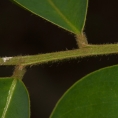 Pterocarpus soyauxii Leaflets bases, upper surface. Pterocarpus soyauxii Leaflets bases, upper surface.