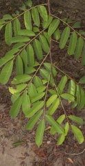 Pterocarpus soyauxii Leafy branch. Pterocarpus soyauxii Leafy branch.
