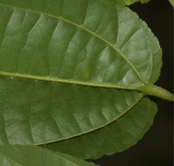 Glyphaea brevis Leaf base, lower surface. Glyphaea brevis Leaf base, lower surface.