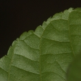 Glyphaea brevis Leaf margin, lower surface. Glyphaea brevis Leaf margin, lower surface.