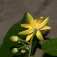 Glyphaea brevis Flower, from below. Glyphaea brevis Flower, from below.