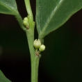 Heisteria parvifolia Flowers. Heisteria parvifolia Flowers.