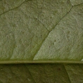Heisteria parvifolia Midrib and venation, leaf lower surface. Heisteria parvifolia Midrib and venation, leaf lower surface.