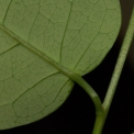 Maprounea membranacea Leaf base, lower surface. Maprounea membranacea Leaf base, lower surface.