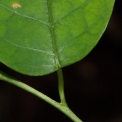 Maprounea membranacea Leaf base, upper surface. Maprounea membranacea Leaf base, upper surface.