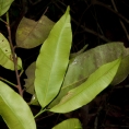 Rhabdophyllum arnoldianum Leafy branch. Rhabdophyllum arnoldianum Leafy branch.