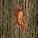 Maesobotrya pynaertii Bark and slash. Maesobotrya pynaertii Bark and slash.