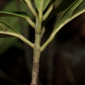 Maesobotrya pynaertii Petioles. Maesobotrya pynaertii Petioles.