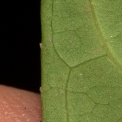 Maesobotrya pynaertii Leaf margin with very small teeth, lower surface. Maesobotrya pynaertii Leaf margin with very small teeth, lower surface.