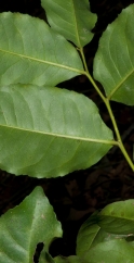 Scytopetalum pierreanum Leaves, lower surface. Scytopetalum pierreanum Leaves, lower surface.