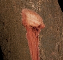 Scytopetalum pierreanum Slash. Scytopetalum pierreanum Slash.