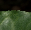 Scytopetalum pierreanum Leaf margin, upper surface. Scytopetalum pierreanum Leaf margin, upper surface.