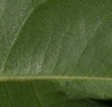 Scytopetalum pierreanum Midrib and venation, leaf lower surface. Scytopetalum pierreanum Midrib and venation, leaf lower surface.