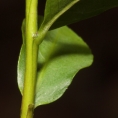Scytopetalum pierreanum Young stem. Scytopetalum pierreanum Young stem.