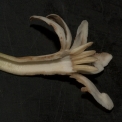 Anthocleista liebrechtsiana Flower, cut open. Anthocleista liebrechtsiana Flower, cut open.