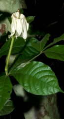 Rothmannia octomera Open flower, slightly wilted, and leaves. Rothmannia octomera Open flower, slightly wilted, and leaves.