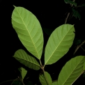 Rothmannia whitfieldii Leaves, lower surface. Rothmannia whitfieldii Leaves, lower surface.