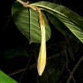 Rothmannia whitfieldii Flower bud. Rothmannia whitfieldii Flower bud.