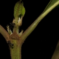 Rothmannia whitfieldii Terminal bud and stipule. Rothmannia whitfieldii Terminal bud and stipule.