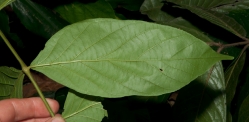 Markhamia tomentosa Leaflet, lower surface. Markhamia tomentosa Leaflet, lower surface.