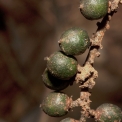 Maesobotrya pynaertii Fruit. Maesobotrya pynaertii Fruit.