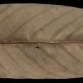 Millettia laurentii Dried leaf, lower surface. Millettia laurentii Dried leaf, lower surface.