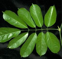 Millettia laurentii New leaf with stipule. Millettia laurentii New leaf with stipule.