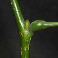 Millettia laurentii Axillary bud and petiole base with stipular scar. Millettia laurentii Axillary bud and petiole base with stipular scar.