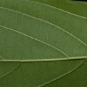 Celtis zenkeri Midrib and venation, lower surface. Celtis zenkeri Midrib and venation, lower surface.