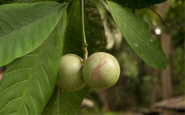 Tabernaemontana crassa Fruit and leaves. Tabernaemontana crassa Fruit and leaves.