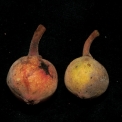 Ficus mucuso Ripe figs. Ficus mucuso Ripe figs.