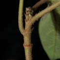 Ficus mucuso Petiole base and ring of hairs on stipular scar. Ficus mucuso Petiole base and ring of hairs on stipular scar.