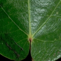 Ficus mucuso Leaf base, upper surface. Ficus mucuso Leaf base, upper surface.