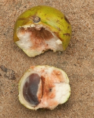 Chrysophyllum beguei Ripe fruit broken open to show seed. Chrysophyllum beguei Ripe fruit broken open to show seed.