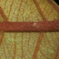 Chrysophyllum beguei Midrib and venation, leaf lower surface. Chrysophyllum beguei Midrib and venation, leaf lower surface.