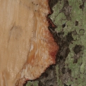 Chrysophyllum beguei Slash. Chrysophyllum beguei Slash.