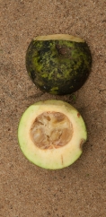 Brenania brieyi Fruit cut open. Brenania brieyi Fruit cut open.