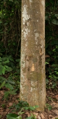 Brenania brieyi Base of trunk. Brenania brieyi Base of trunk.