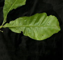 Brenania brieyi Leaf, lower surface. Brenania brieyi Leaf, lower surface.
