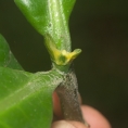 Brenania brieyi Terminal bud. Brenania brieyi Terminal bud.